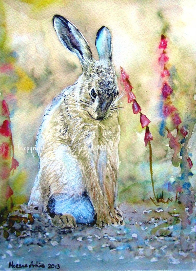 Shy Hare — Print