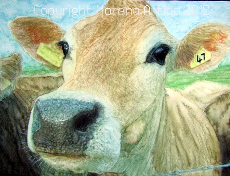 Nosey Jersey Cow No. 3 — Print