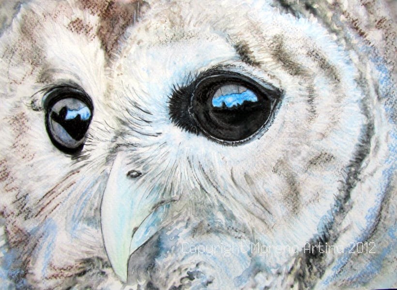 Close-Up Owl — Print