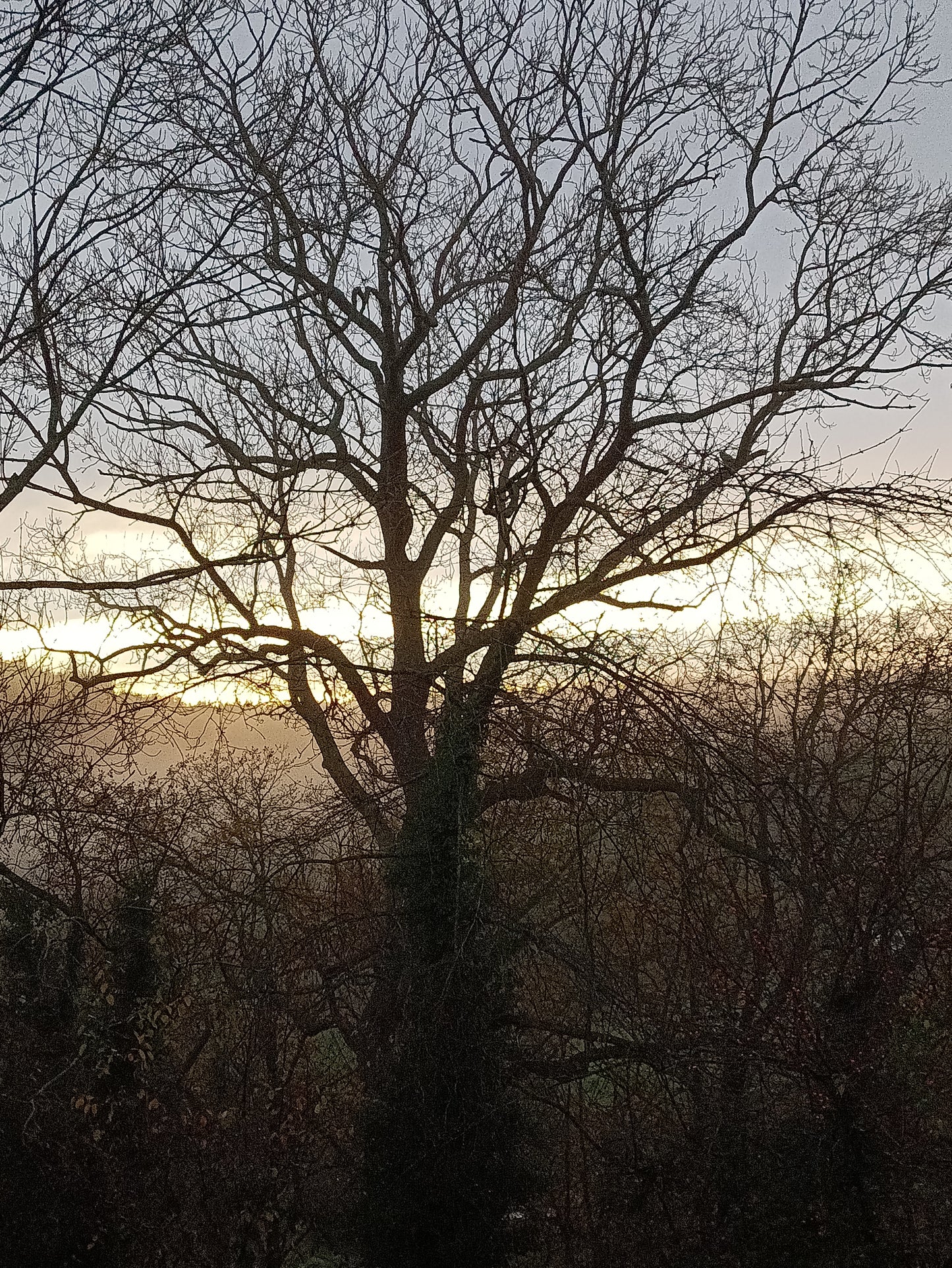 Six for Gold original painting